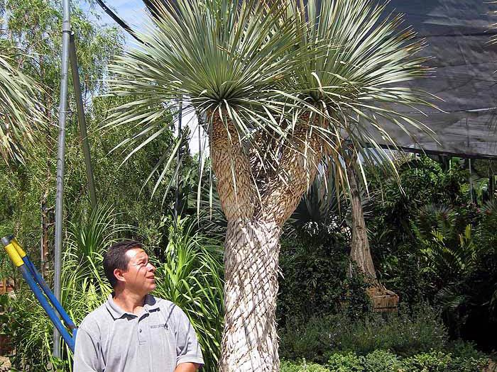 Yucca rostrata - Beaked yucca812